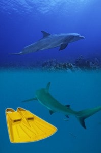 battuta di gambe squalo delfino nuoto swimmershop tecnica allenamento