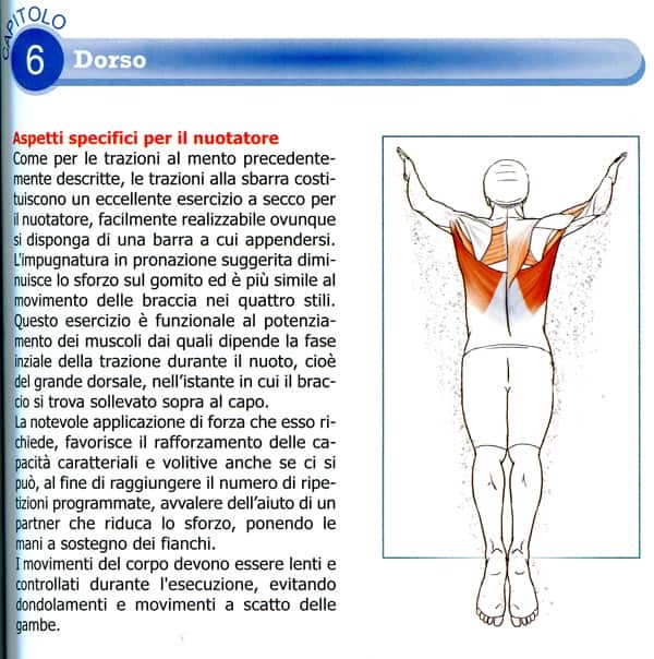 Swimming Anatomy