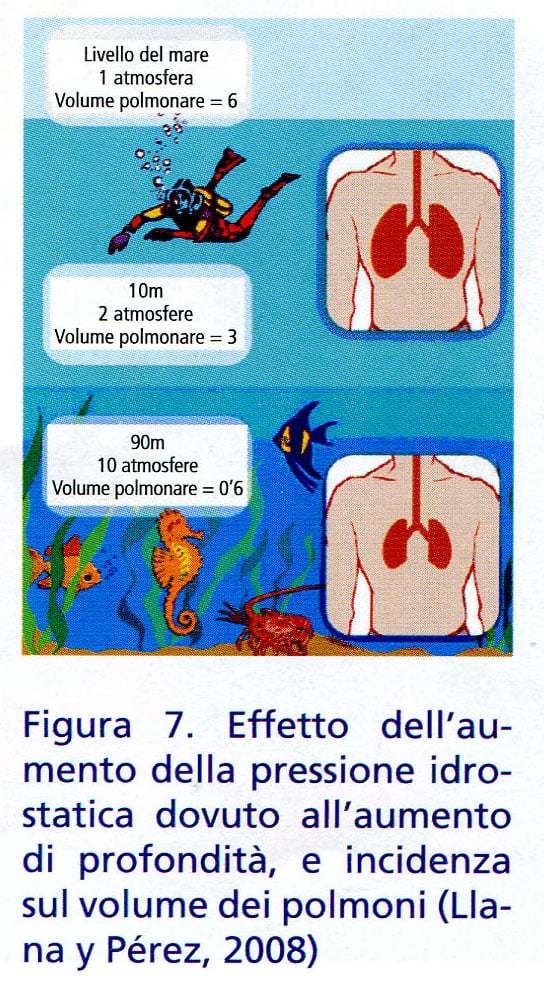 figura 7 effetto sui pomoni dell