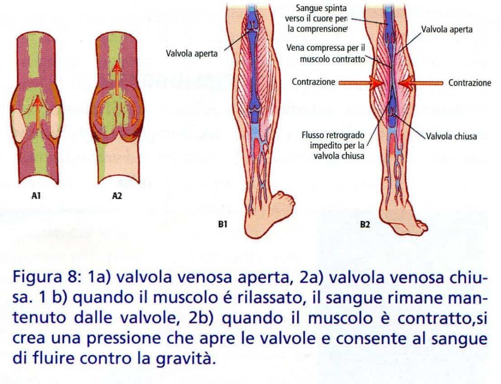 figura 8 circolazione e nuoto