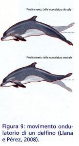 figura 9 nuoto delino uomo