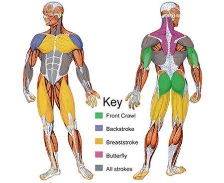 nuotare svilupp ai muscoli stress metabolico