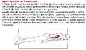 Tricipiti allenamento nuotatori