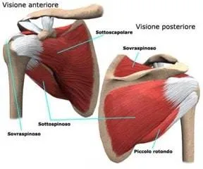 cuffia dei rotatori nuoto