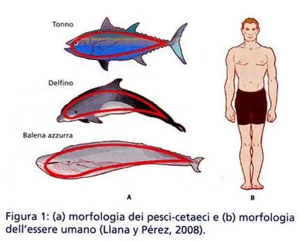 galleggiamento nuoto teoria
