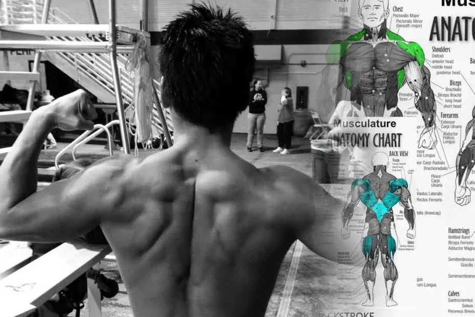 muscoli-usati-nel-nuoto-nuotare-stili