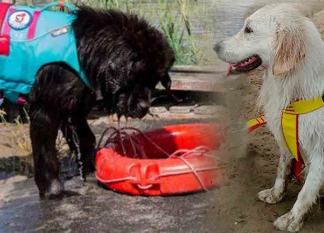 mascotte-europei-nuoto-roma